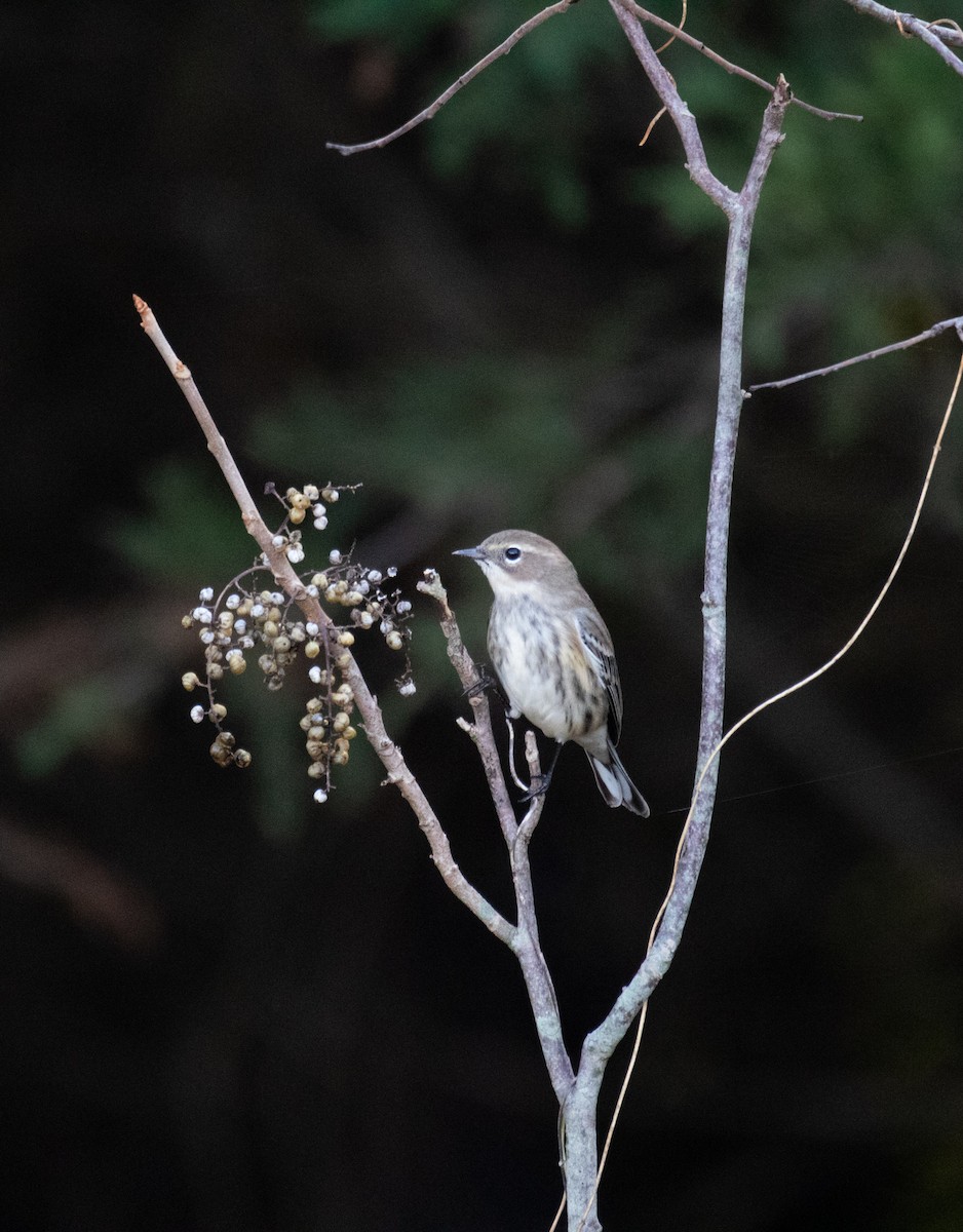 lesňáček žlutoskvrnný (ssp. coronata) - ML384481791