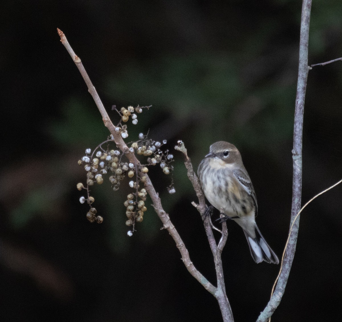 Yellow-rumped Warbler (Myrtle) - ML384481801