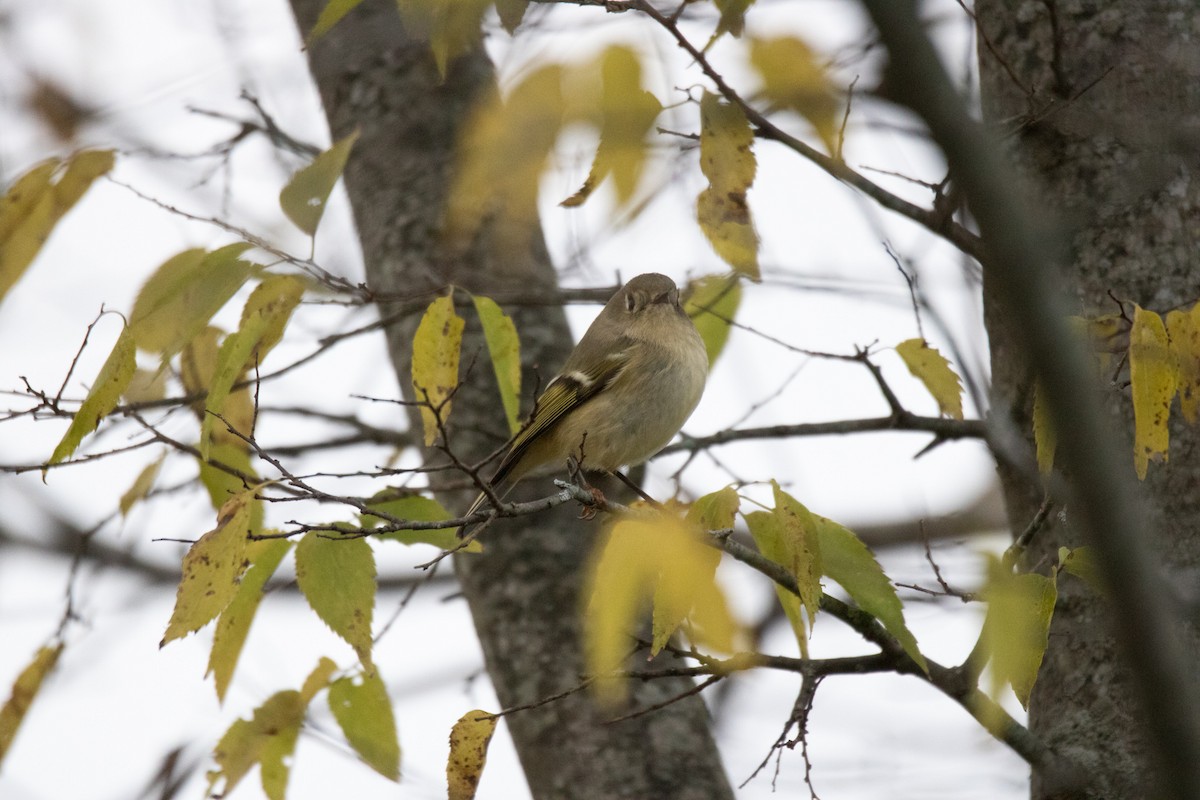 Ruby-crowned Kinglet - ML384481931