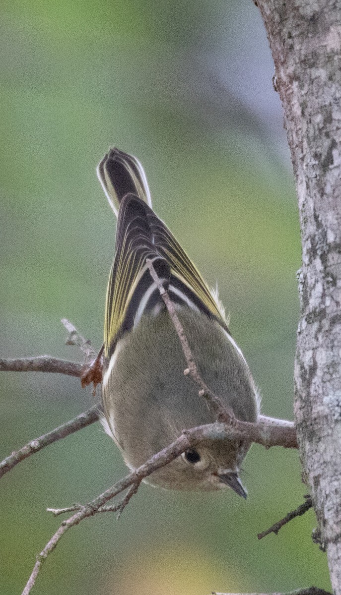 Roitelet à couronne rubis - ML384481961