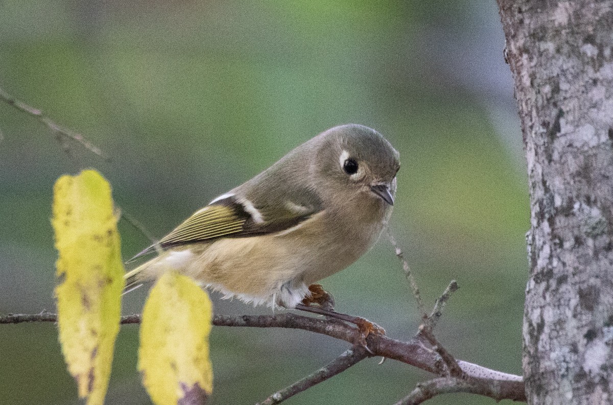 Ruby-crowned Kinglet - ML384481991