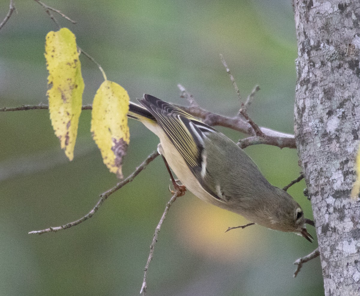 Ruby-crowned Kinglet - Kelly Krechmer