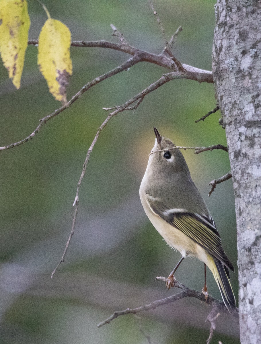 Ruby-crowned Kinglet - Kelly Krechmer