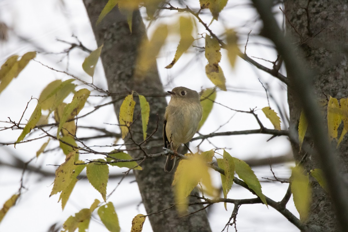 Ruby-crowned Kinglet - ML384482051