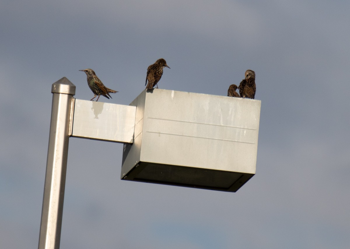 European Starling - ML384482321