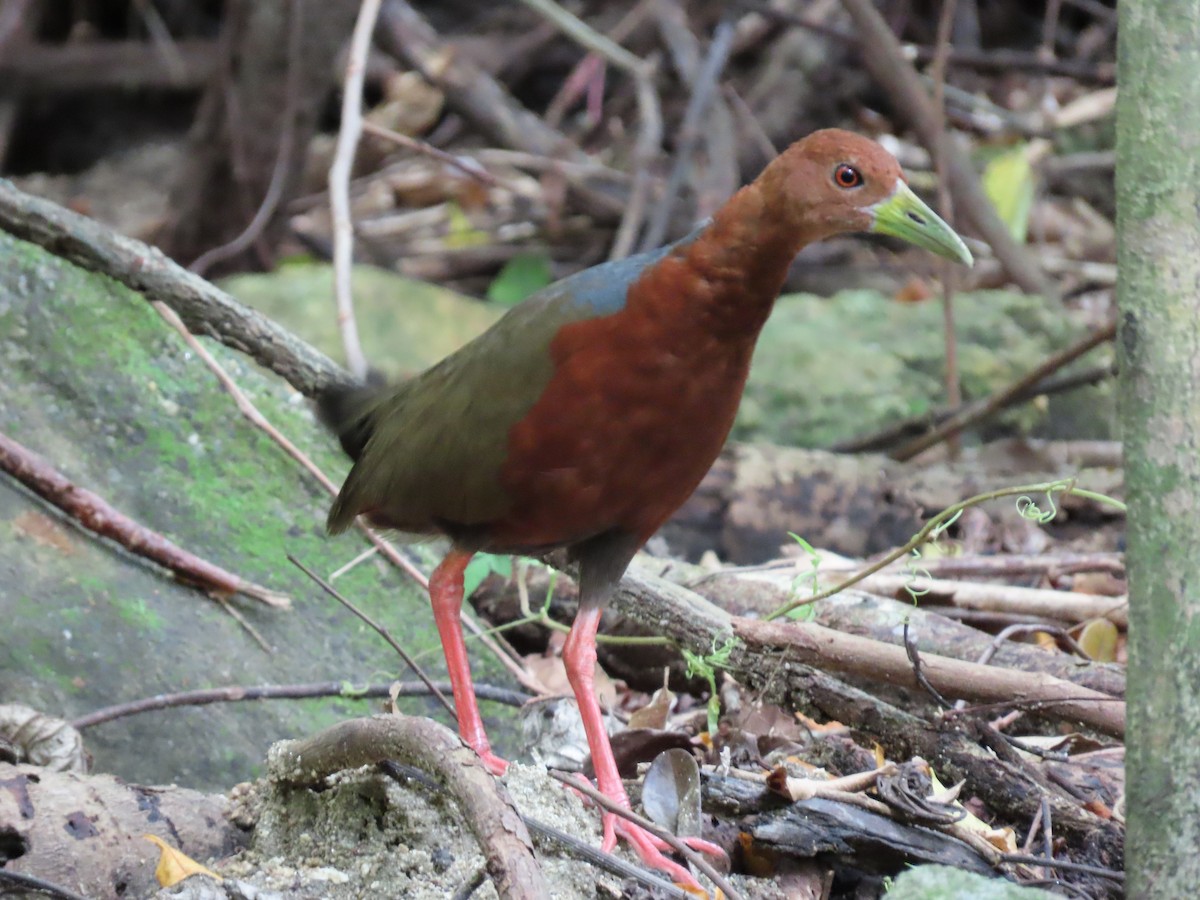 Rufous-necked Wood-Rail - ML384482451