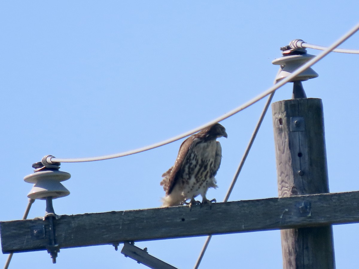 Red-tailed Hawk - ML384482561