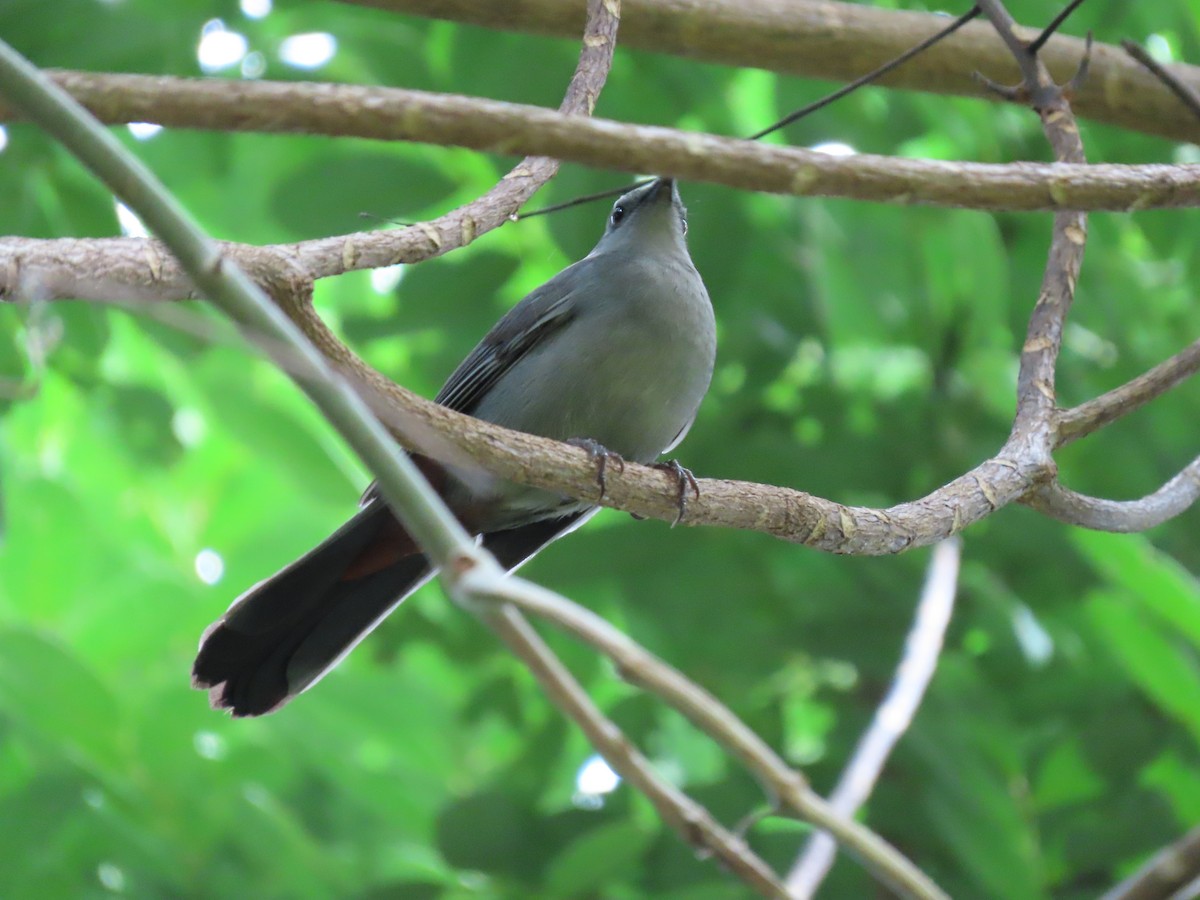 Gray Catbird - ML384483531