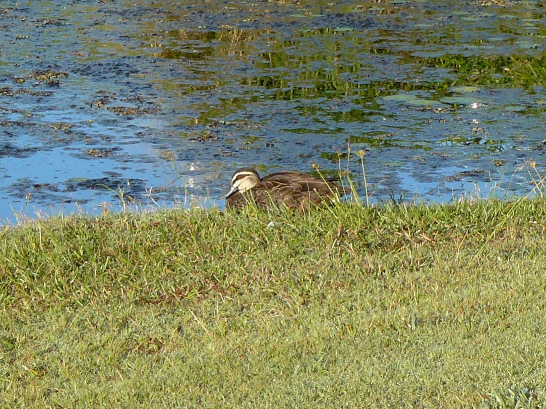 Pacific Black Duck - ML384483951