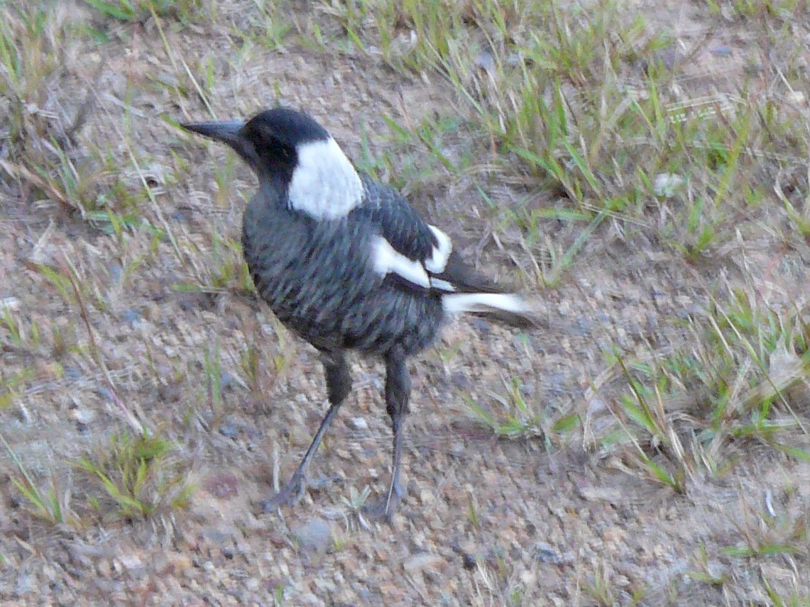 Australian Magpie - ML384484031