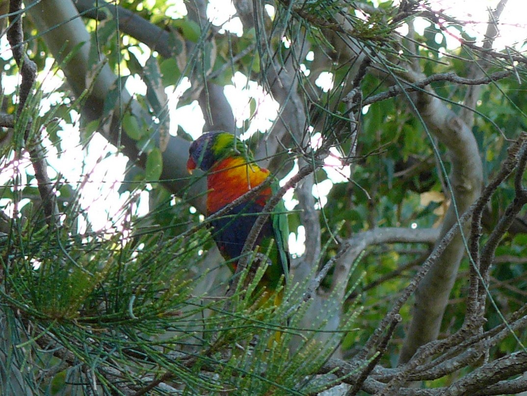 Rainbow Lorikeet - ML384484371