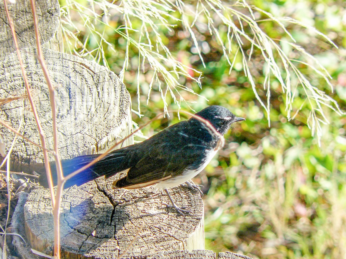 Willie-wagtail - ML384484461