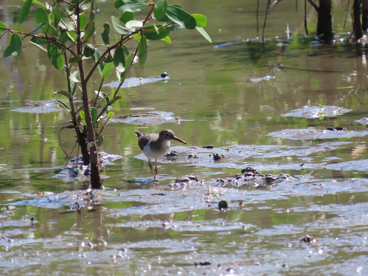 Spotted Sandpiper - ML384484531