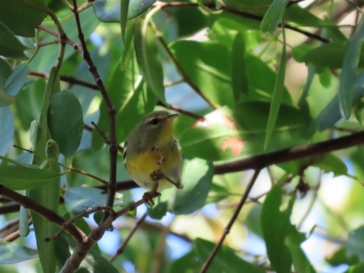 Northern Parula - ML384486061