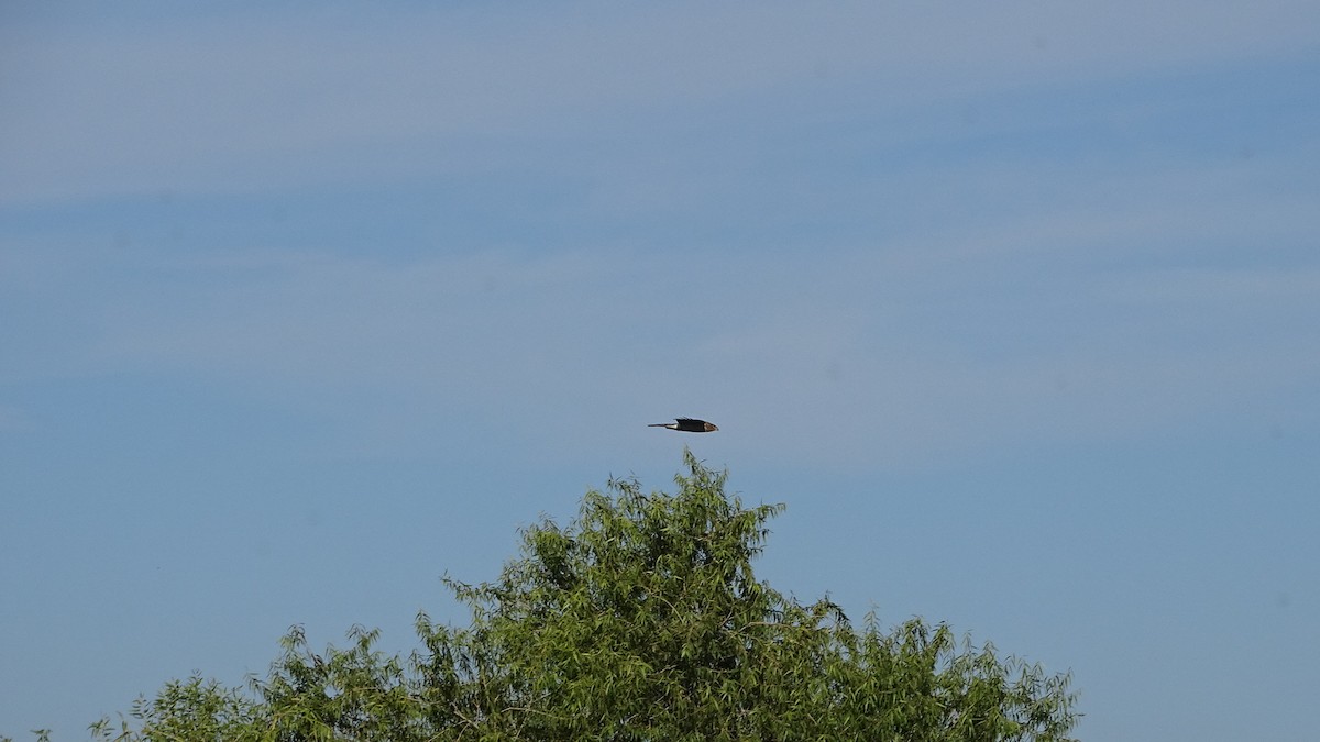 Cooper's Hawk - ML384486701