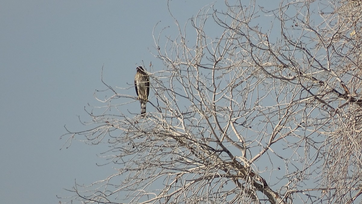 Cooper's Hawk - ML384486711