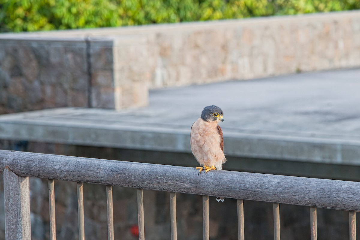 Seychelles Kestrel - Bob Bowhay