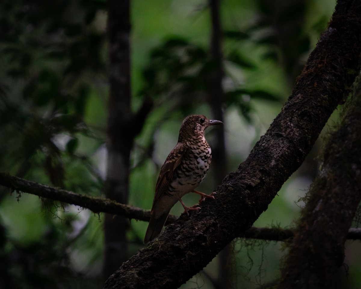 Russet-tailed Thrush - ML384487441