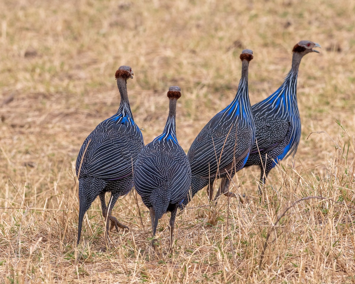eBird Checklist - 13 Sep 2021 - Buffalo Springs - Kenya - 100 species