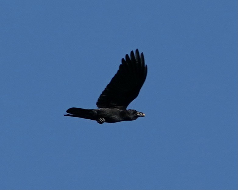 American Crow - ML384489091