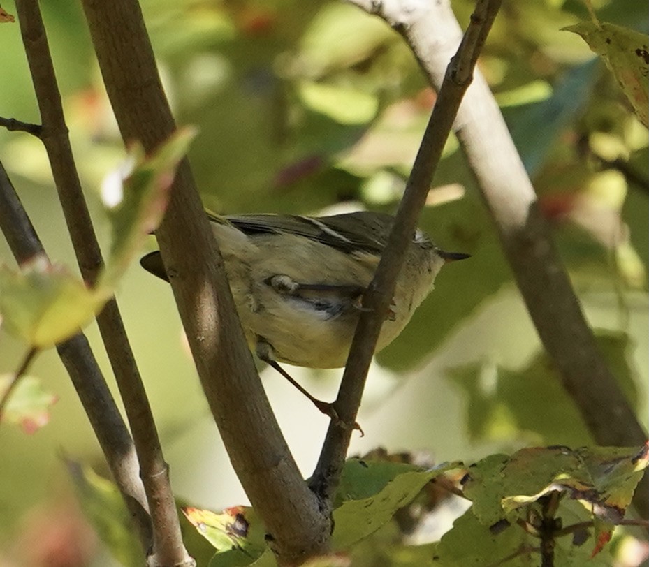 Roitelet à couronne rubis - ML384489111