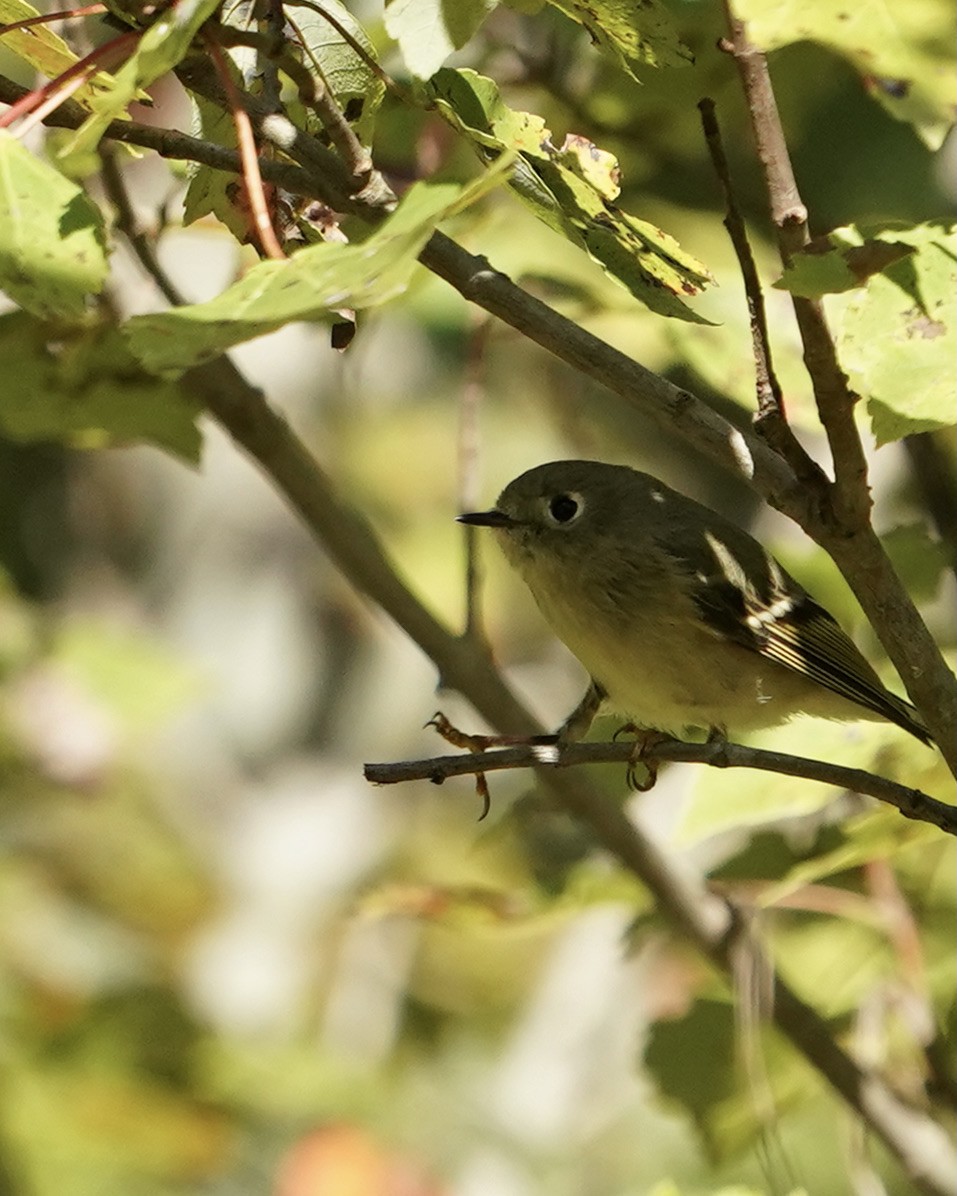 Ruby-crowned Kinglet - ML384489121