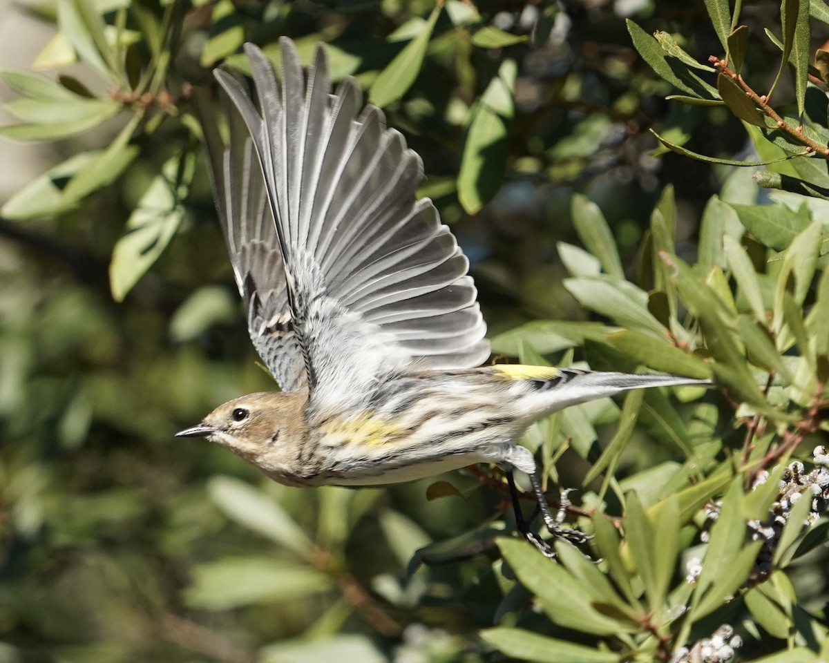 Yellow-rumped Warbler - ML384489241