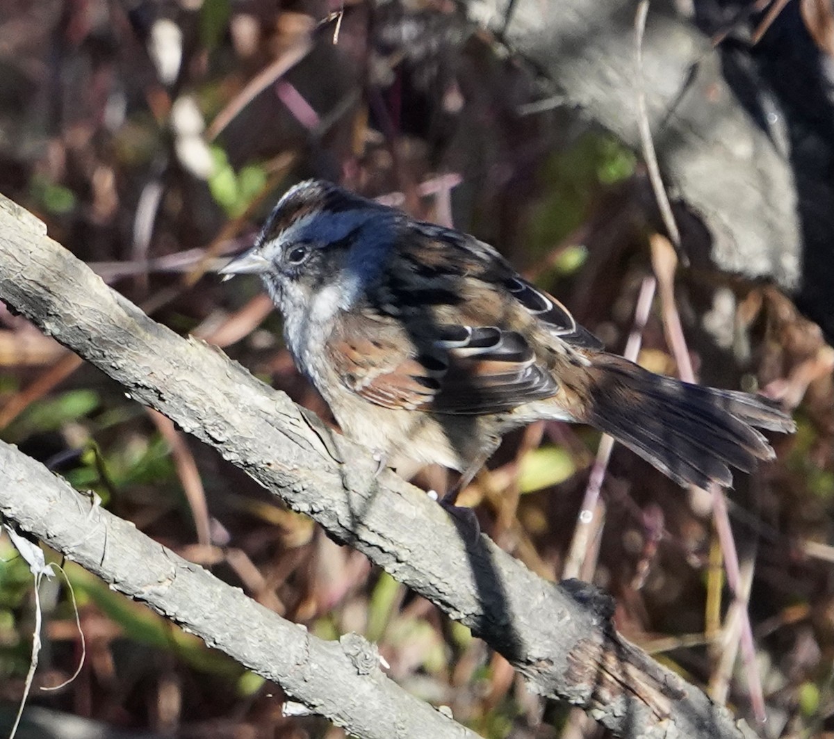 Swamp Sparrow - ML384489271