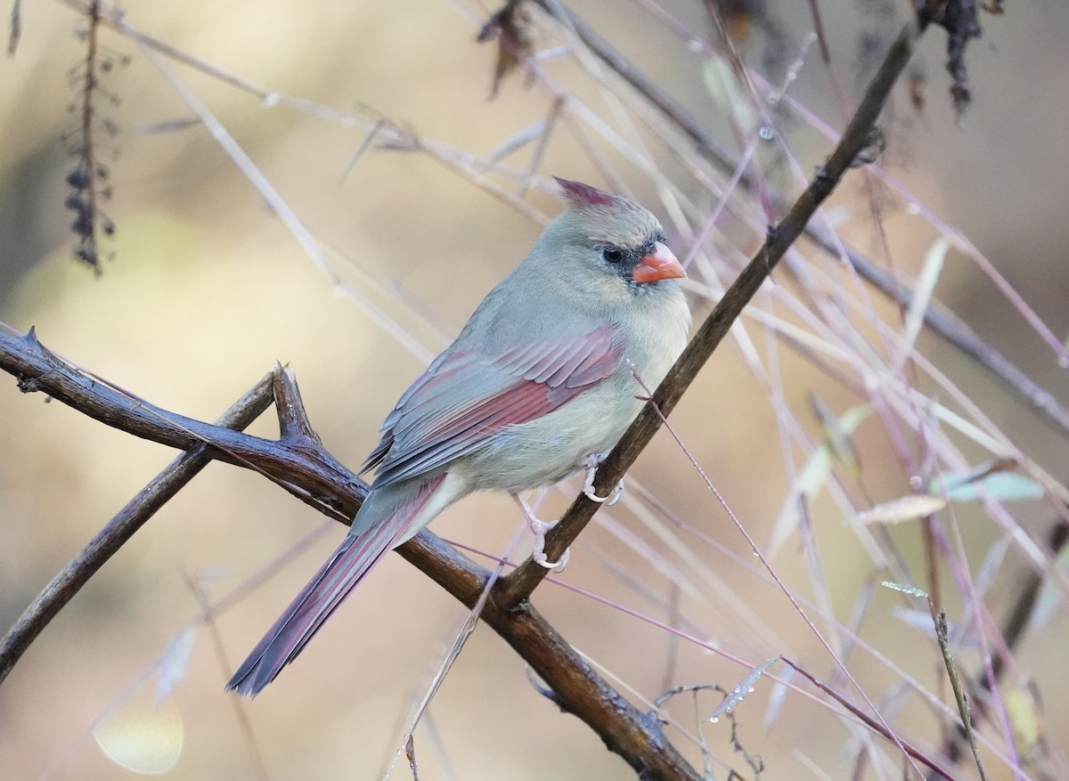 Northern Cardinal - ML384489301