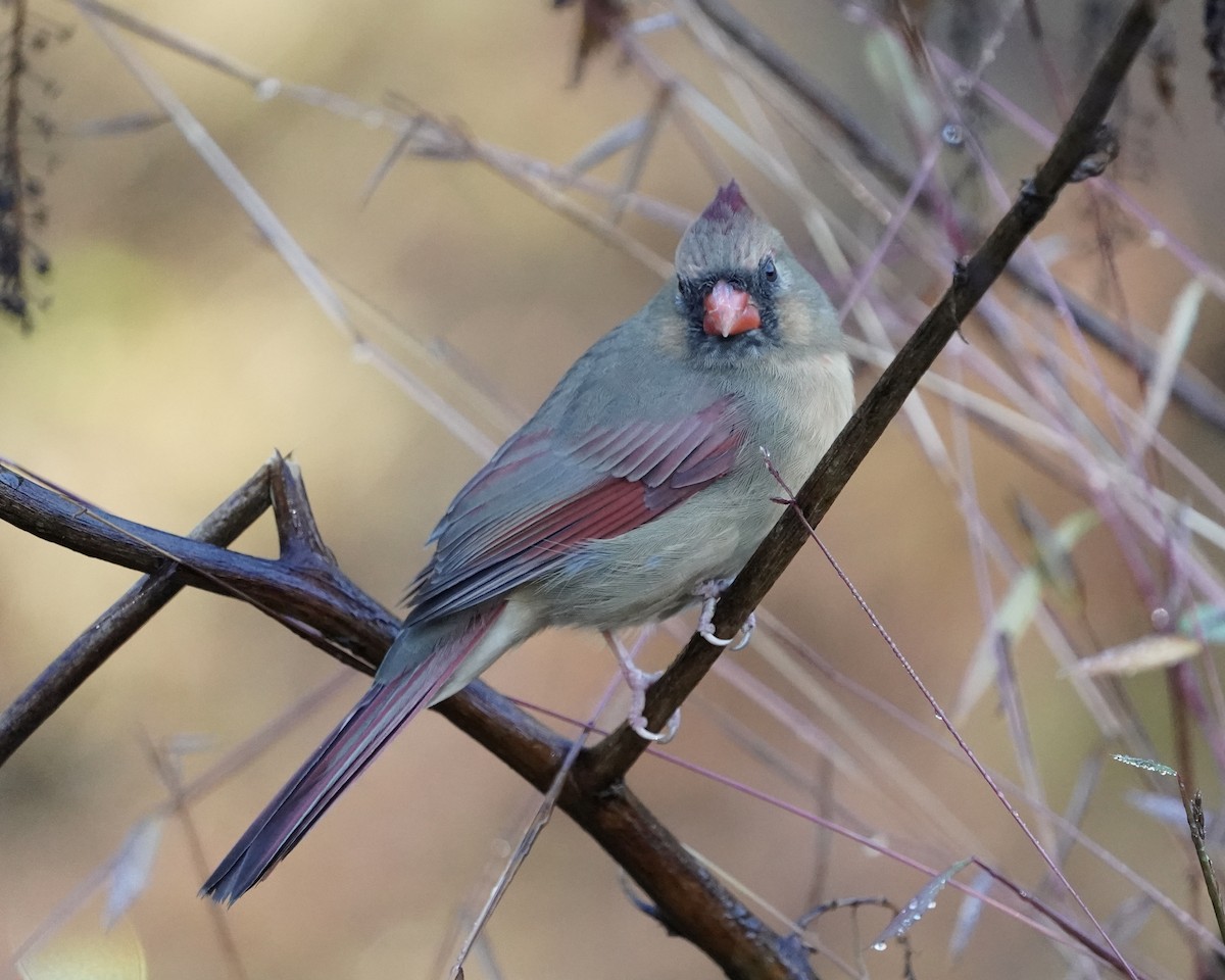 Cardinal rouge - ML384489311