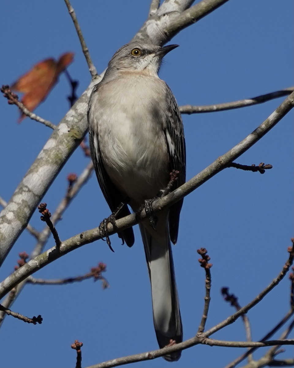 Northern Mockingbird - ML384489341