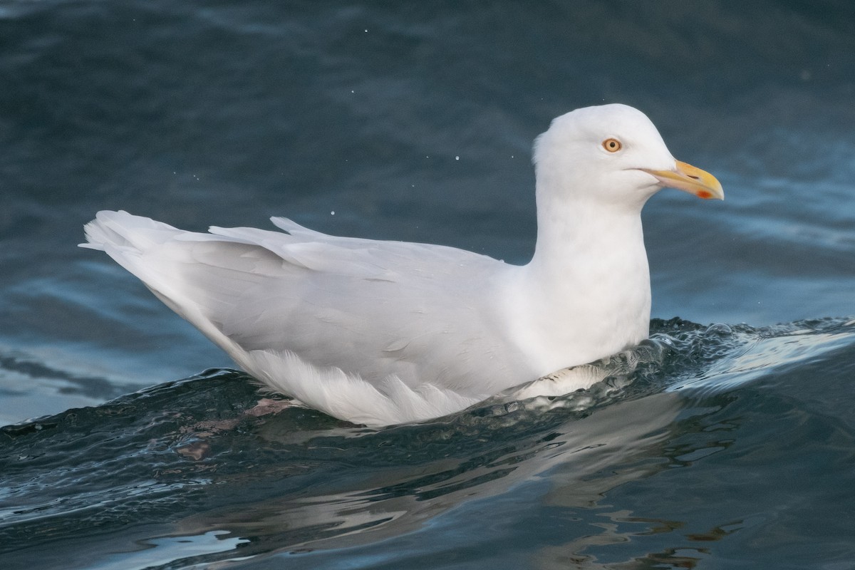 Glaucous Gull - ML384490441