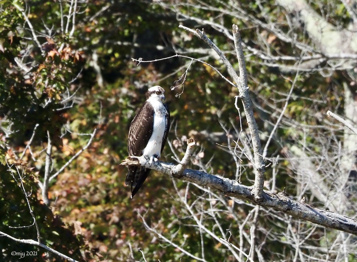 Osprey - ML384491051