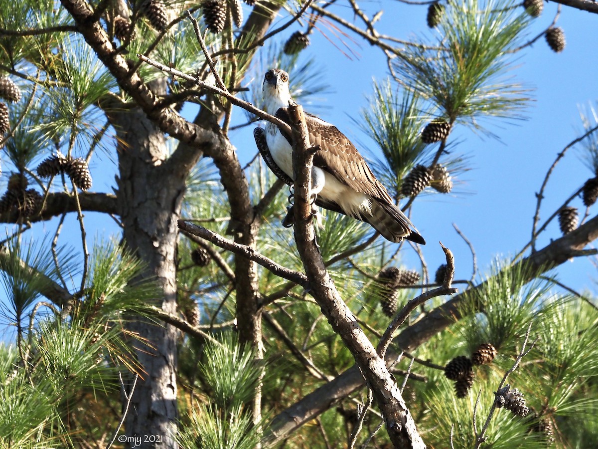 Águila Pescadora - ML384491081