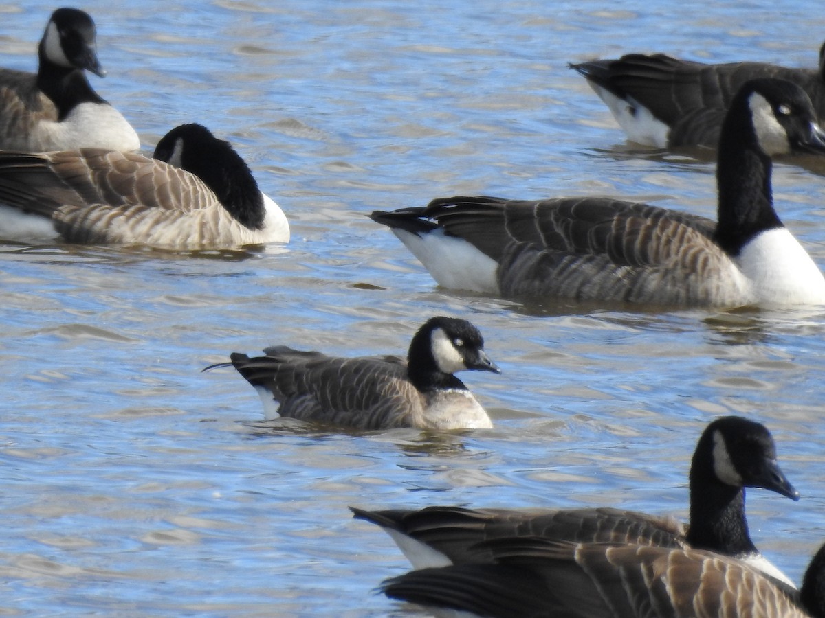 Cackling Goose - ML384491881