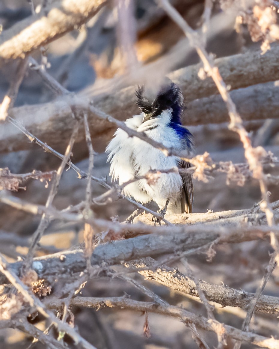 Eastern Violet-backed Sunbird - ML384492711