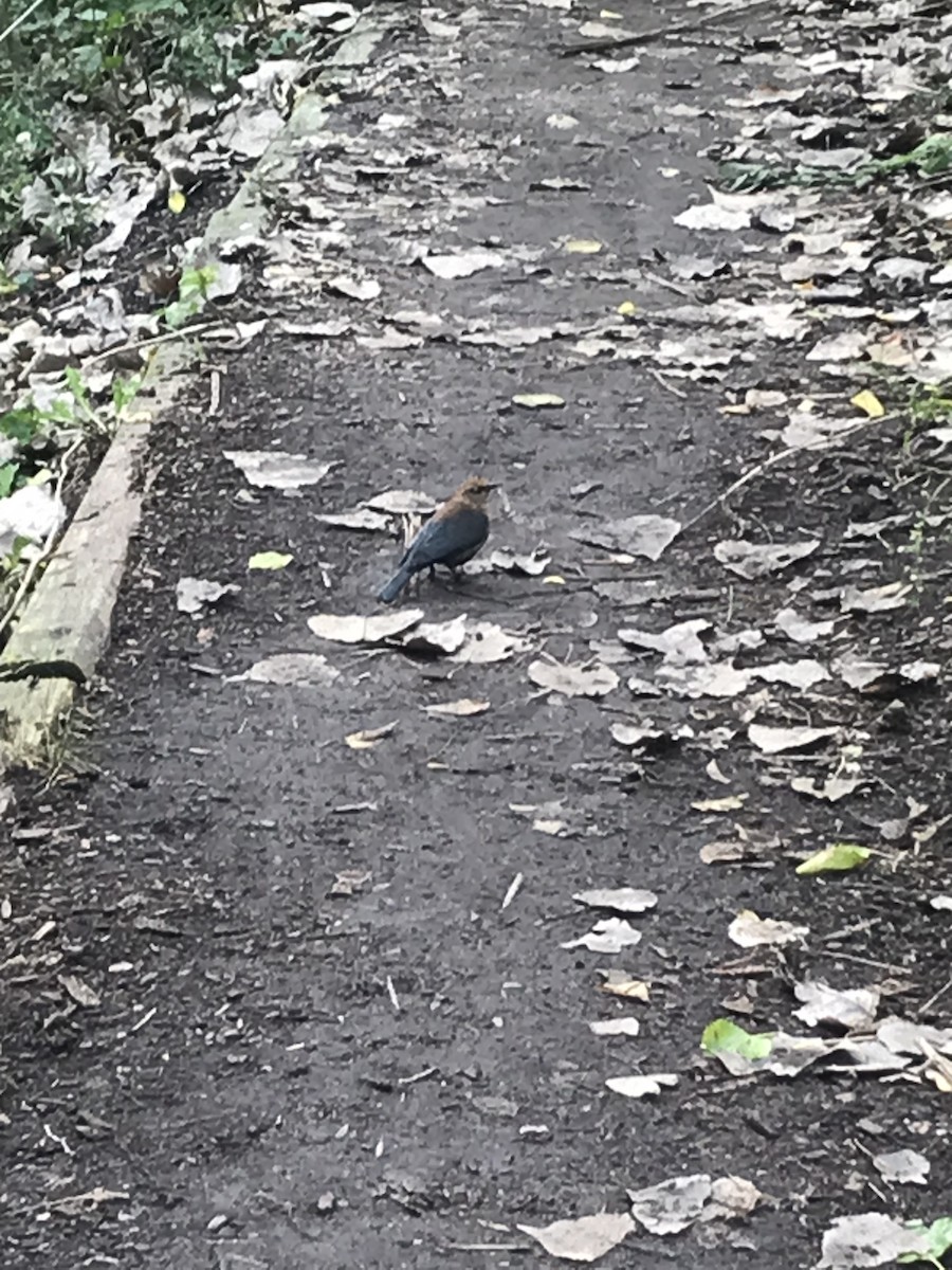 Rusty Blackbird - ML384492911