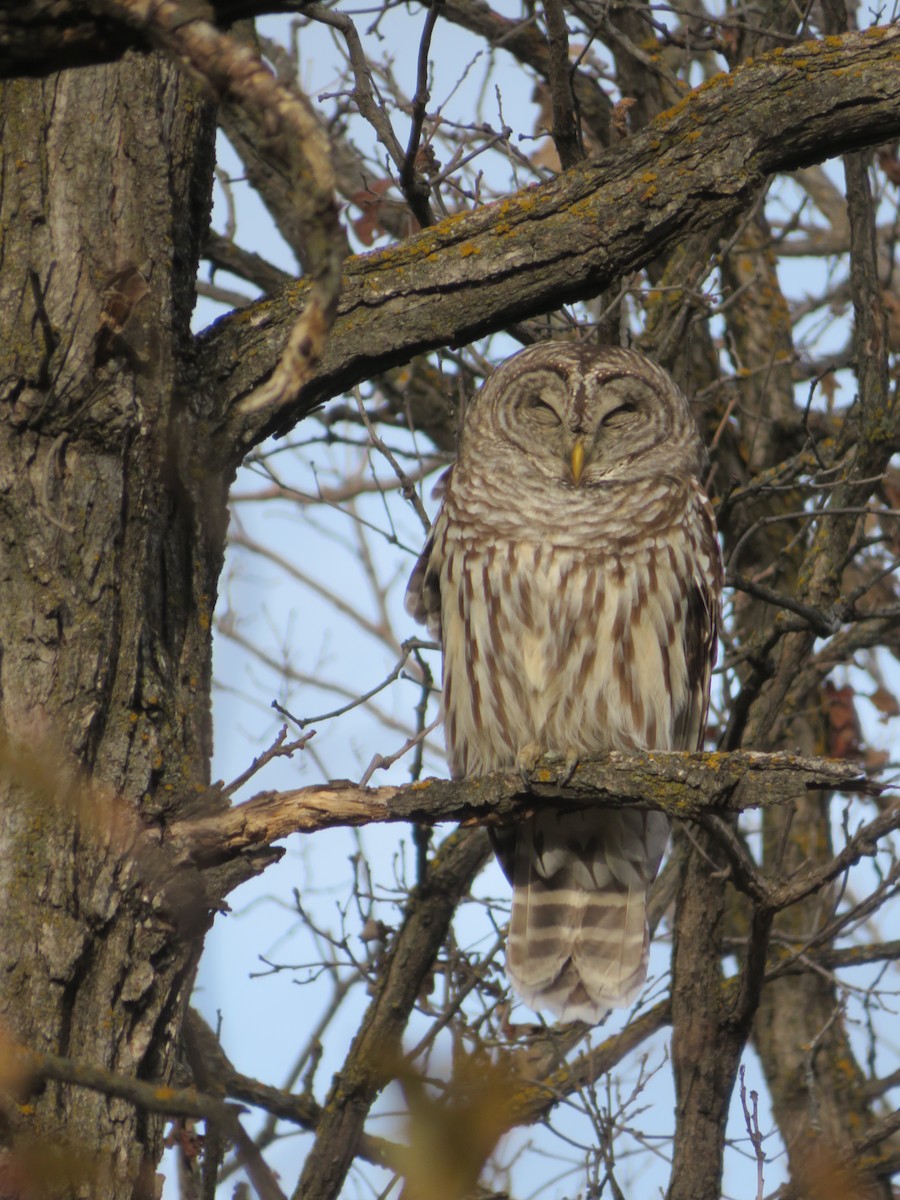 Barred Owl - Rudolf Koes