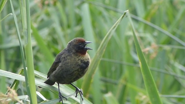 Chestnut-capped Blackbird - ML384493991