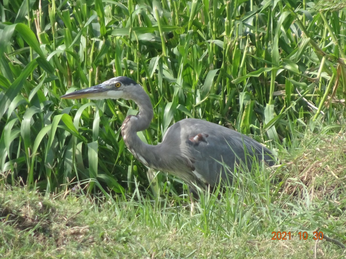 Great Blue Heron - ML384494541