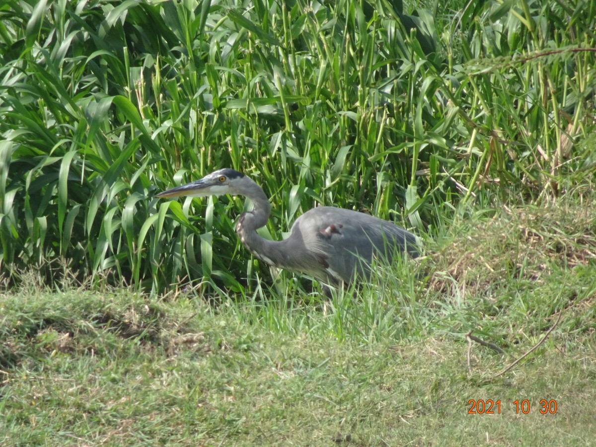 Great Blue Heron - ML384494551