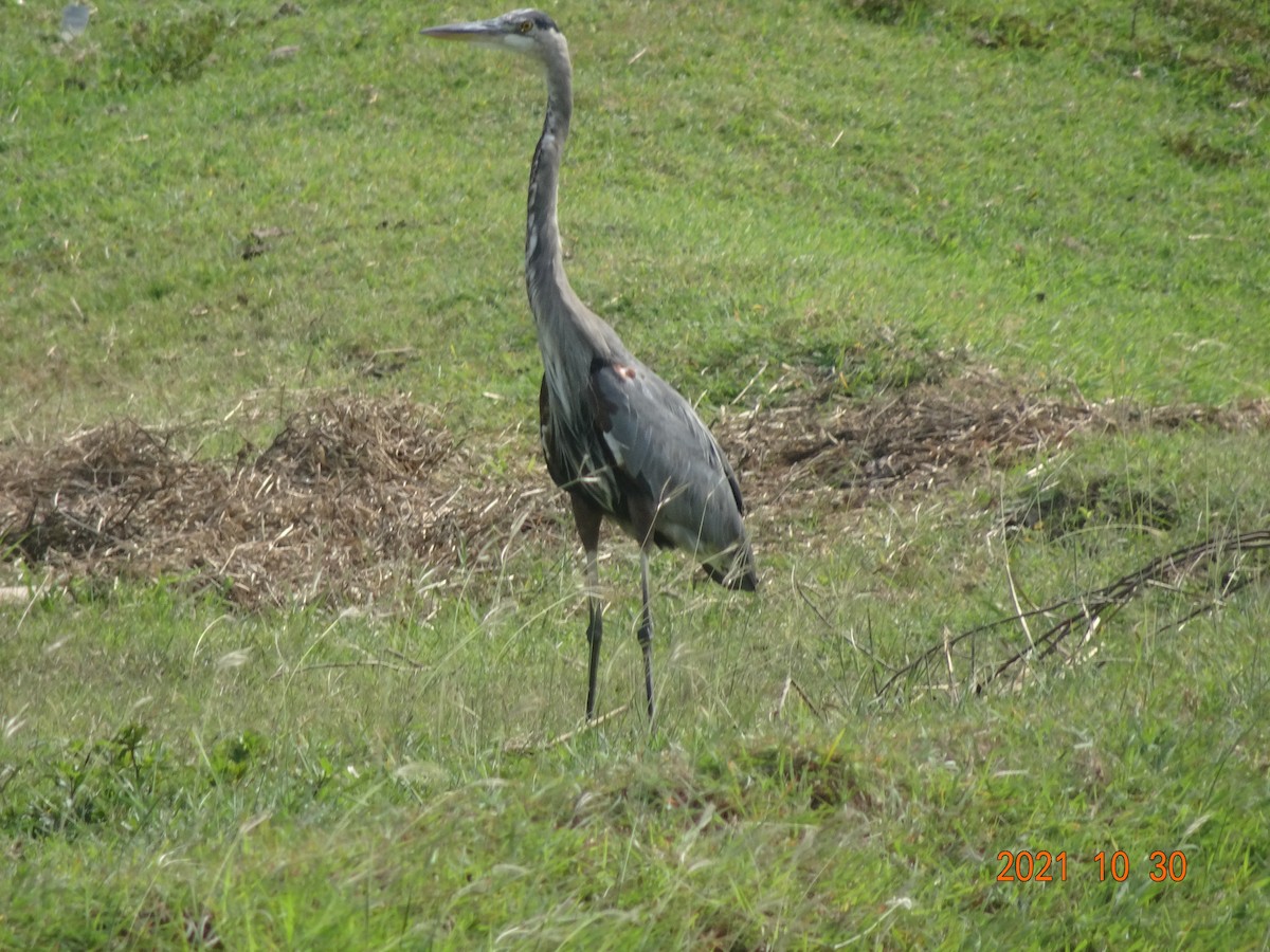Great Blue Heron - ML384494561