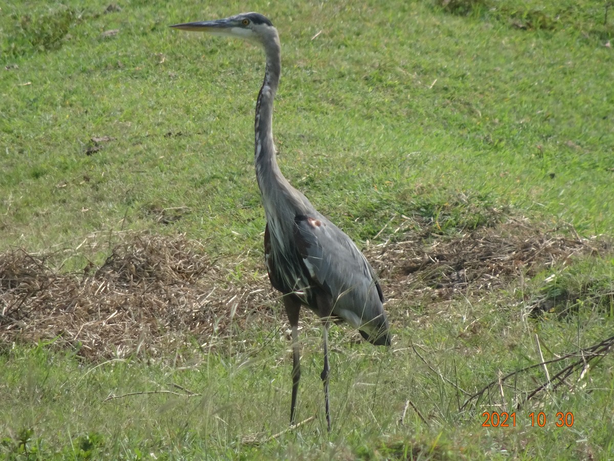 Great Blue Heron - ML384494571