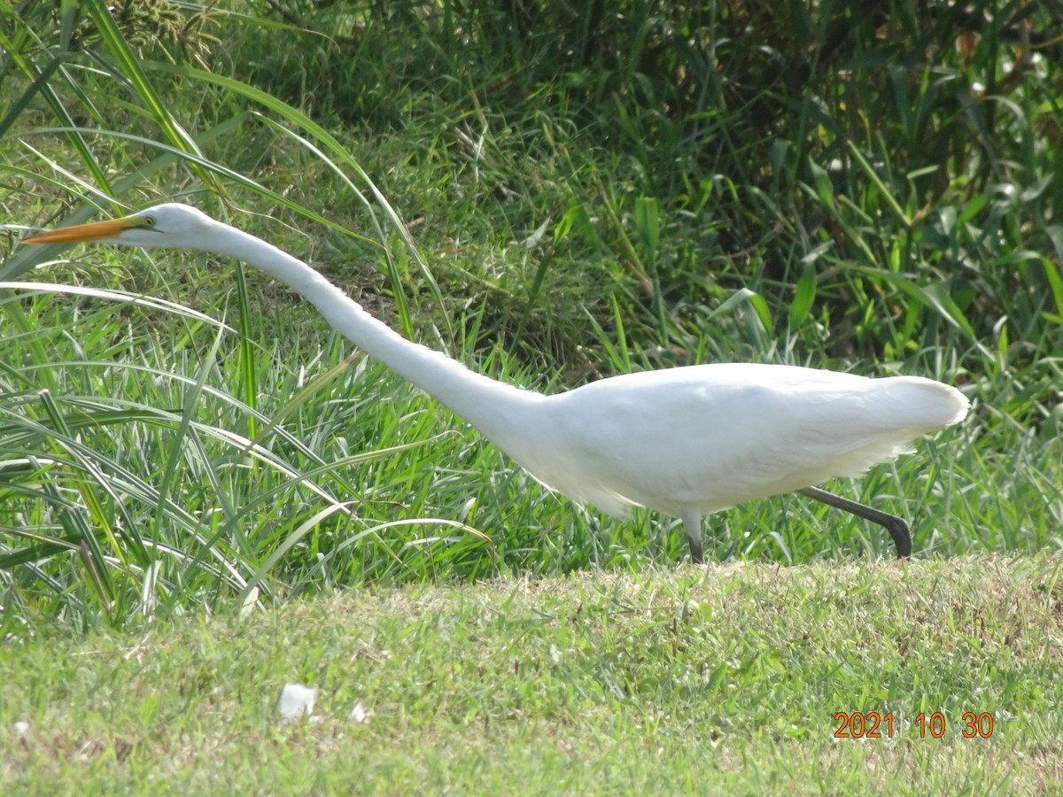 Great Egret - ML384494701