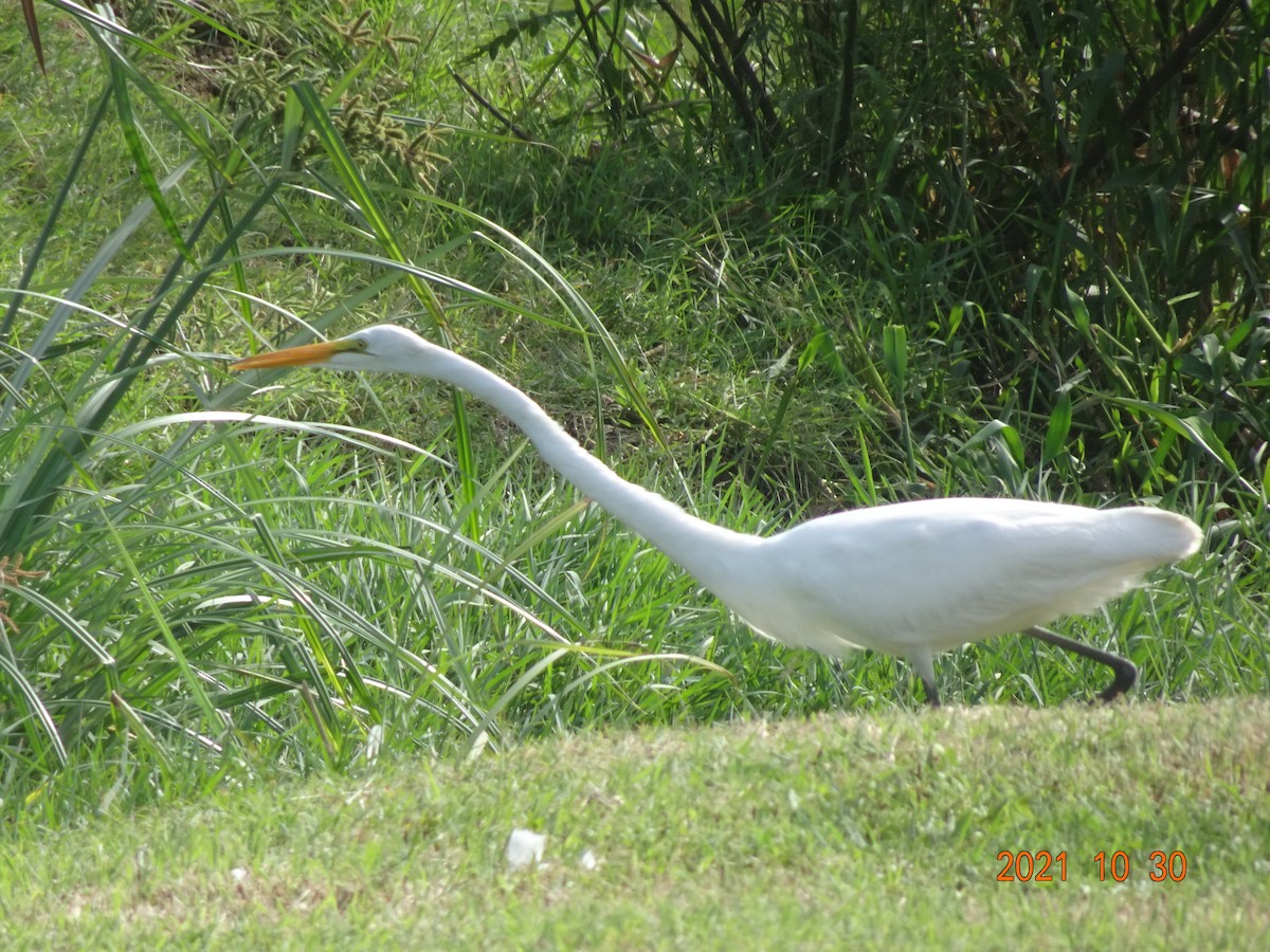 Great Egret - ML384494711