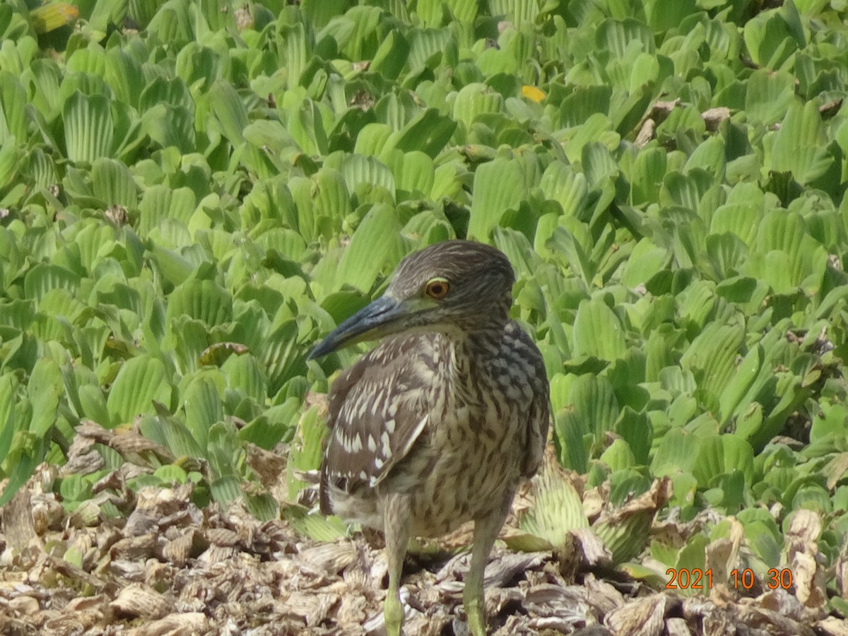 Green Heron - ML384495551