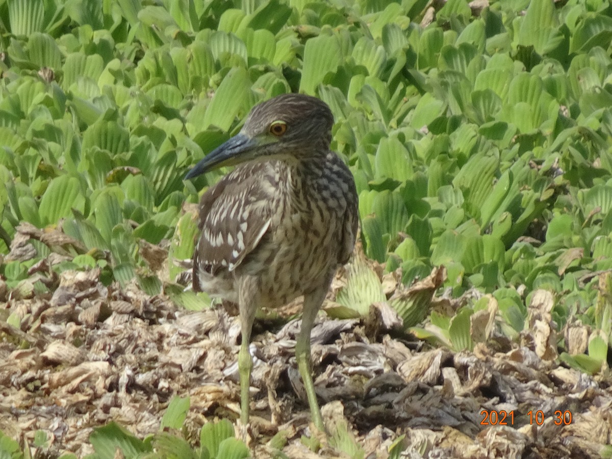 Green Heron - ML384495571