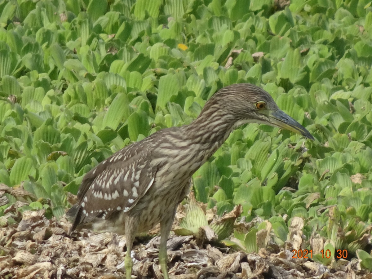 Green Heron - ML384495581