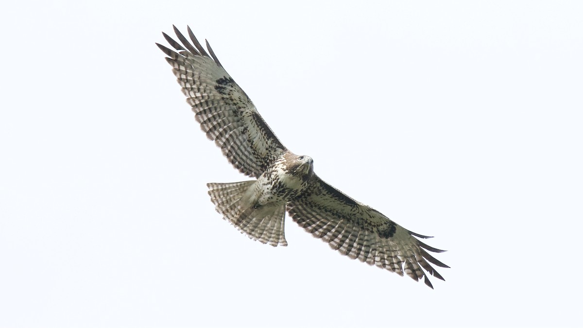 Red-tailed Hawk - ML384497271