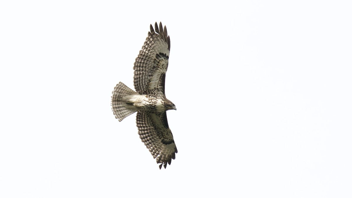 Red-tailed Hawk - ML384497291